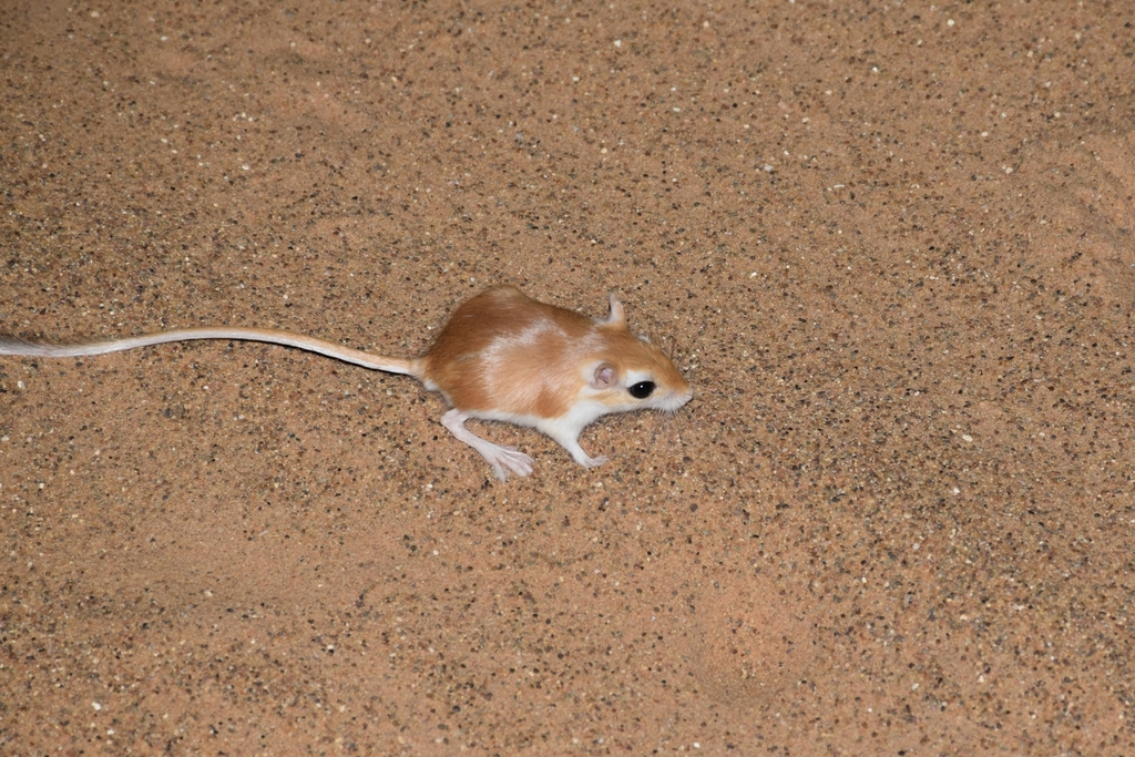 Tarabul's Gerbil