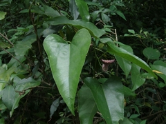 Aristolochia triangularis
