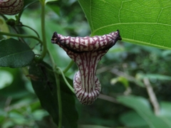 Aristolochia triangularis