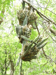 Praecereus euchlorus