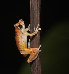 Pristimantis luteolateralis
