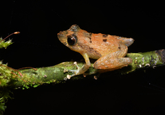 Pristimantis luteolateralis