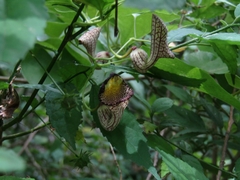 Aristolochia triangularis