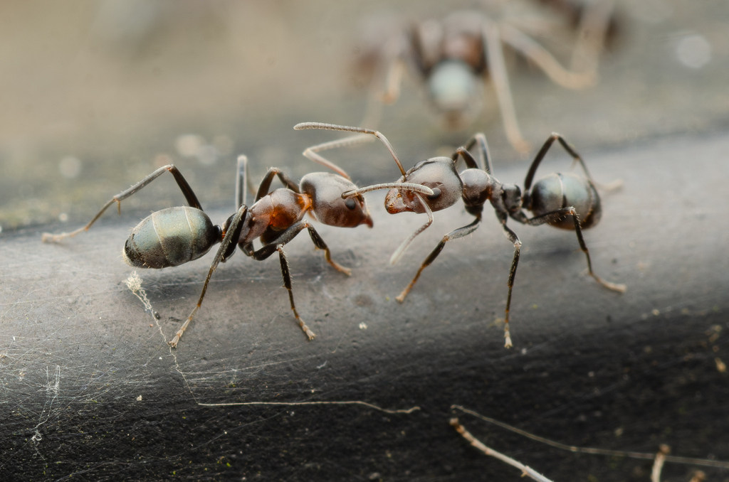 Tufted Tyrant Ant