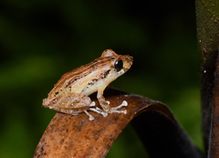 Pristimantis luteolateralis