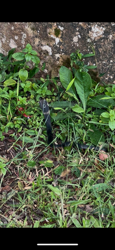 Brown Banded Cobra