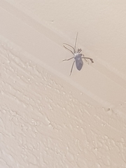 Acanthocephala declivis