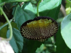 Aristolochia triangularis