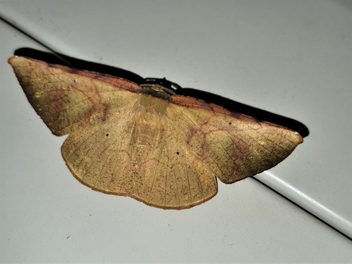 Simopteryx bicurvata
