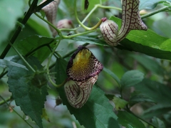 Aristolochia triangularis