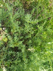 Enchylaena tomentosa