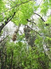 Praecereus euchlorus