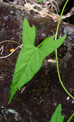 Calystegia marginata