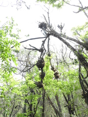 Praecereus euchlorus