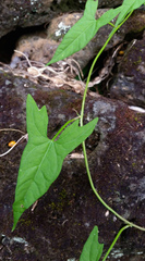 Calystegia marginata
