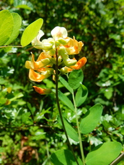Lathyrus holochlorus
