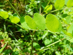 Lathyrus holochlorus