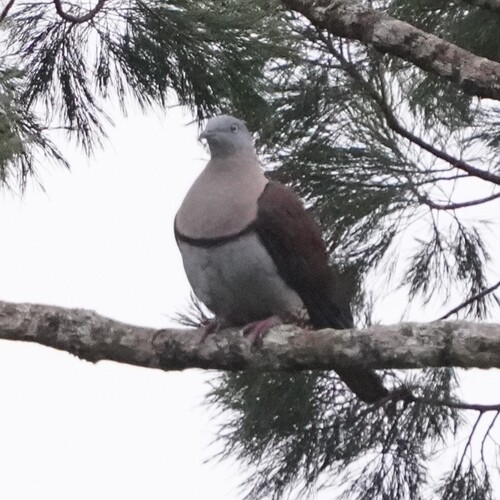 Zoe's Imperial Pigeon (Ducula zoeae)