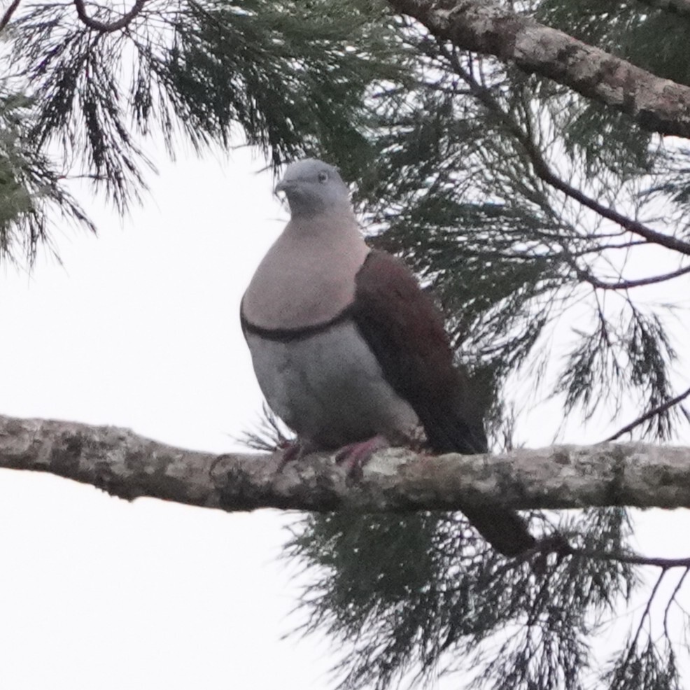 Zoe's Imperial Pigeon (Ducula zoeae), photo 1