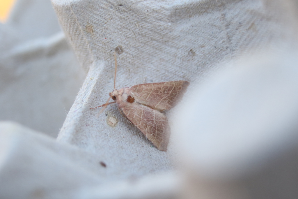 Atethmia ambusta