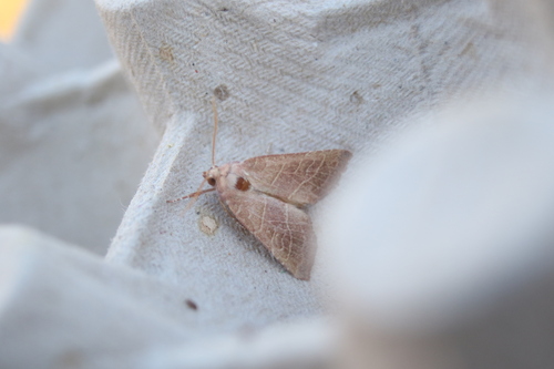 Atethmia ambusta