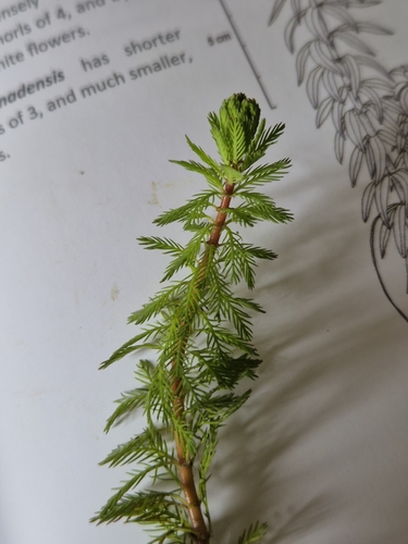 Red-stemmed Parrot's Feather (Myriophyllum rubricaule)