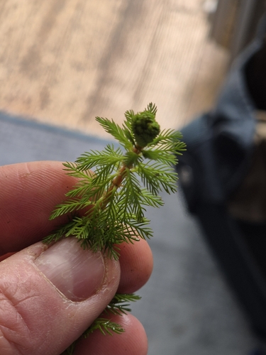 Myriophyllum rubricaule, photograph 4