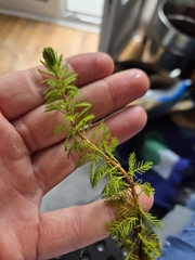 (c) Stefan Ehl, some rights reserved (CC BY) Myriophyllum rubricaule, photograph (c) Stefan Ehl, some rights reserved (CC BY)