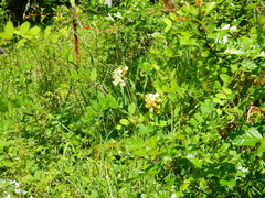 Lathyrus holochlorus