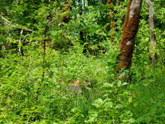 Lathyrus holochlorus