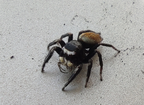 White-eyebrowed Jumping Spider