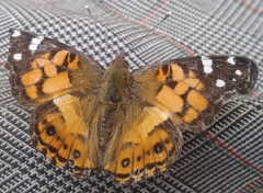 Vanessa virginiensis