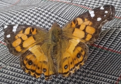 Vanessa virginiensis