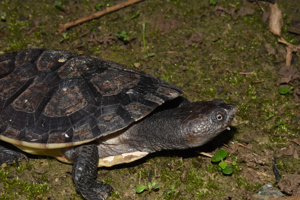 Gibba Toad-headed Turtle