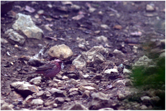 Carpodacus pulcherrimus