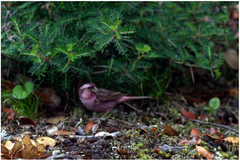 Carpodacus pulcherrimus