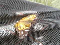 Vanessa virginiensis