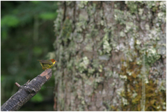 Cettia castaneocoronata