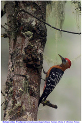 Dendrocopos hyperythrus