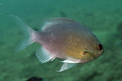 Chromis cinerascens