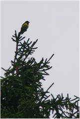 Mycerobas melanozanthos