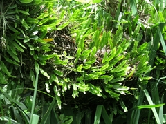 Microgramma mortoniana