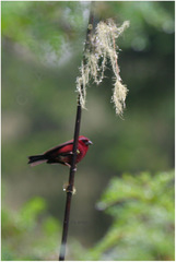 Carpodacus vinaceus