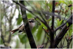 Fulvetta vinipectus