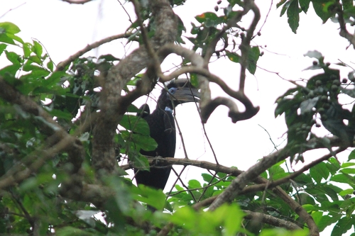Black-casqued Hornbill