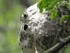 Polybia