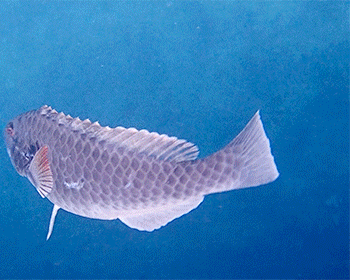 Photo of Mediterranean parrotfish (Sparisoma cretense)