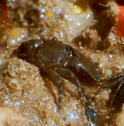 Petrolisthes lamarckii observed 2025-09-09