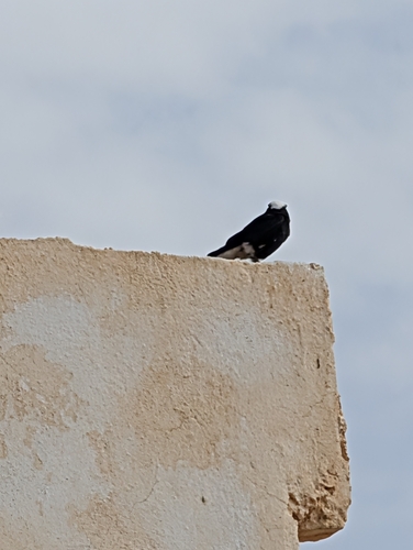 White-crowned Wheatear