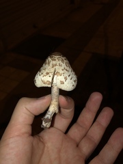 Chlorophyllum molybdites